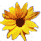 Beschrijving: Beschrijving: Beschrijving: Beschrijving: sunflower